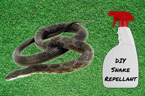 Repel Snakes In Yard, Getting Rid Of Snakes In Yard, Natural Snake Repellent Homemade, How To Repel Snakes From Yard, Best Snake Repellent, Snake Repellent Diy, Get Rid Of Snakes Around House, How To Get Rid Of Snakes Around House, Keep Snakes Out Of Chicken Coop