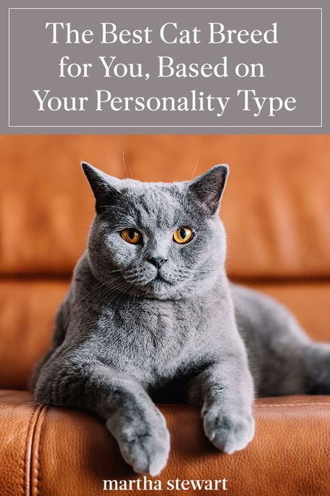 Friendliest Cat Breeds, Cat Personality Types, Cat Things Products, Scottish Straight Cat, Cats As Pets, Small Cat Breeds, Types Of Cats Breeds, Werewolf Cat, Lykoi Cat