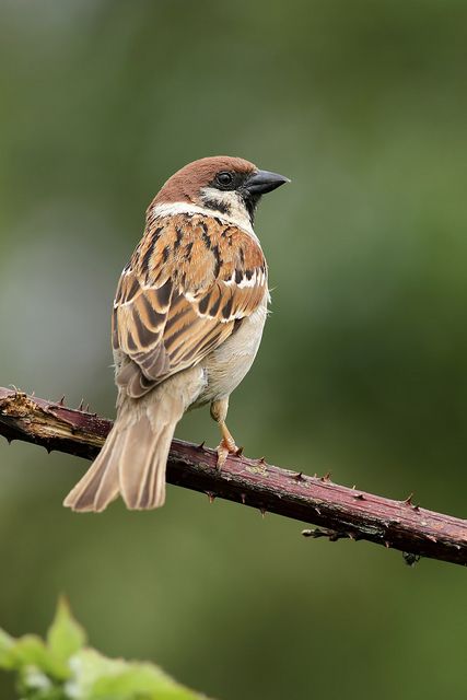 Sparrow Bird, British Wildlife, Bird Wallpaper, Backyard Birds, Bird Pictures, Bird Drawings, Colorful Birds, Bird Garden, Little Birds