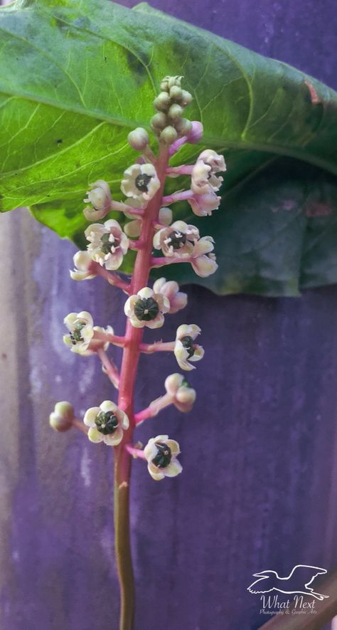 American Pokeweed is Highly Toxic but Incredibly Useful – What Next Photography & Graphic Arts Pokeberry Uses, Pokeweed Uses, Pokeweed Plant, Giant Leopard Moth, Types Of Moths, Leopard Moth, Toxic Plants, Brown Thrasher, Types Of Butterflies