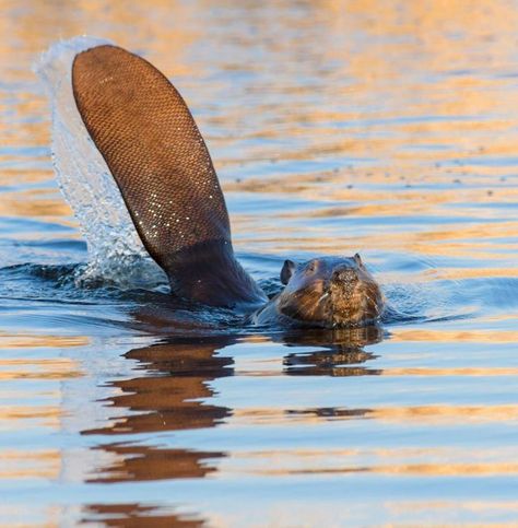 Beaver Tattoo, Beaver Illustration, Beaver Pictures, Beaver Drawing, Mammals Animals, Beaver Tails, Animal T Shirt, Wallpapers Beautiful, Tattoo Nature