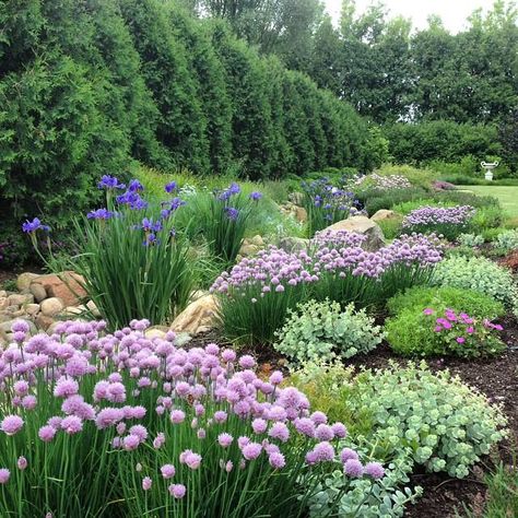 Plant combination: allium, geranium, sedum, iris (dry creek bed) Plants Backyard, Plant Combos, Creek Bed, Iris Garden, Dry Creek, Have Inspiration, Garden Pictures, Beautiful Flowers Garden, Plant Combinations