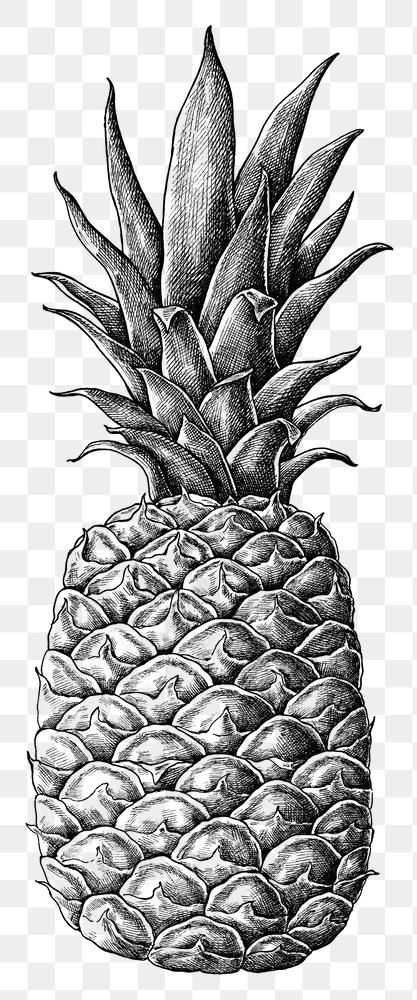 Pineapple Sketch, Market Drawing, Carrot Drawing, Pineapple Drawing, Pineapple Illustration, Fruit Sketch, Pineapple Vector, Fruit Art Drawings, Pumpkin Drawing