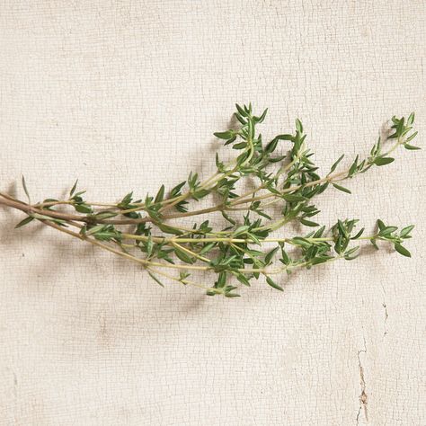 Summer Thyme Growing Thyme, Thyme Herb, Thyme Plant, Organic Gardening Pest Control, Organic Seeds, Herb Seeds, Heirloom Seeds, Organic Herbs, Healing Herbs