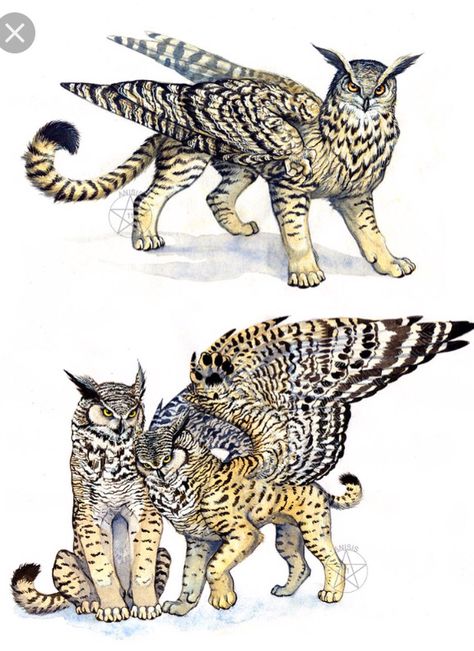 Owl griffins Pictures Of Cats, Mythical Animal, Fantasy Beasts, Mythical Beast, Fantasy Monster, Mythical Creatures Art, Mythological Creatures, Creature Concept Art, Mystical Creatures