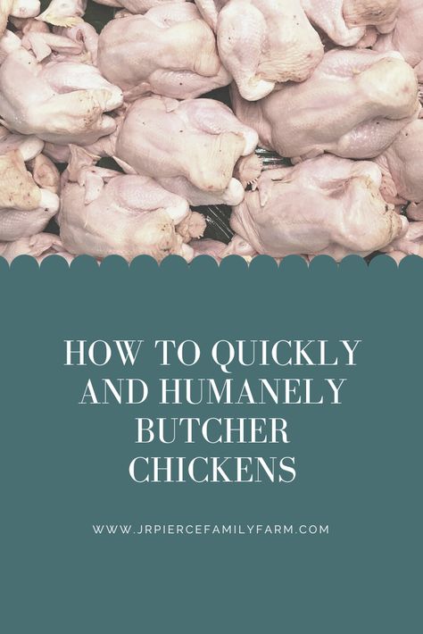 Chicken Butchering, Butcher A Chicken, Chicken Processing, Meat Birds, Clean Chicken, Backyard Chicken Farming, Keeping Chickens, Freezer Burn, Chicken Coop Plans