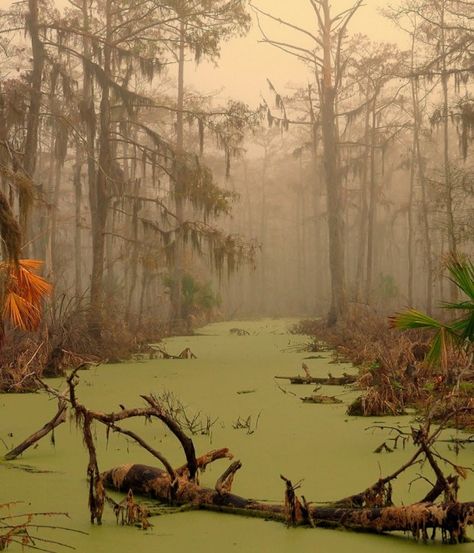 Louisiana Swamp, Spooky Places, Southern Gothic, Darth Maul, Boba Fett, Alam Yang Indah, In The Woods, Mardi Gras, Mother Nature