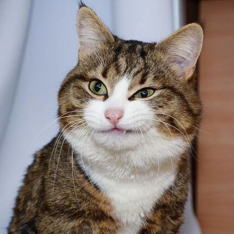 This Cat Is Taking Over The Internet With His Hilarious Facial Expressions Despite His Problem Cat Facial Expressions, Angry Cat Face, Cats Expressions, Animal Expressions, Funny Facial Expressions, Cat Expressions, F2 Savannah Cat, Funny Expressions, Cat Spray