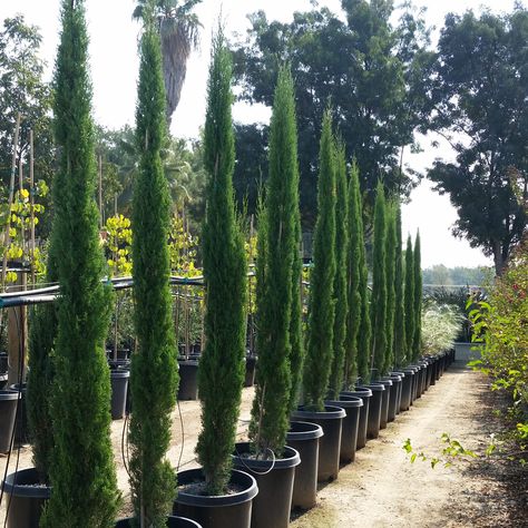 Sky Pencil Holly, Italian Cypress Trees, Holly Bush, Italian Cypress, Cupressus Sempervirens, Italian Villa, Cypress Trees, Garden Features, Growing Tree