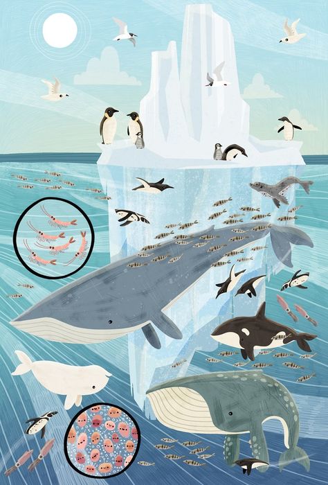 Arctic Illustration, Puffin Rock, Ocean Illustration, Illustration Collage, Bedroom Artwork, Children's Illustration, Book Author, Polar Bears, Christmas Illustration