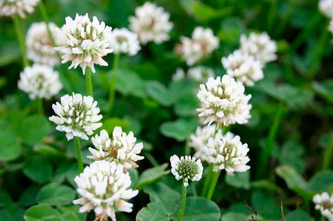 Clover Lawns, White Dutch Clover, Lawn Alternative, Clover Lawn, Lawn Alternatives, White Clover, Aerate Lawn, Advantages And Disadvantages, Moon Garden