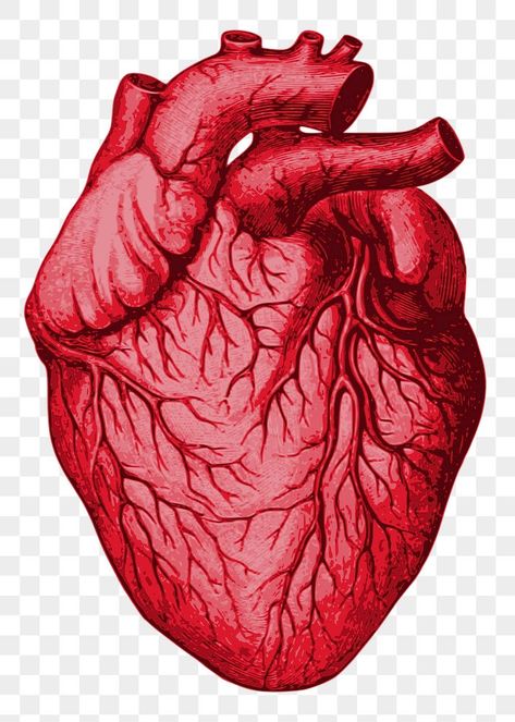 Heart Png For Editing, Human Heart Png, Circulatory System Anatomy, Heart Transparent Background, Heart Organ, Sticker Illustration, Heart Clipart, Heart Anatomy, About Heart