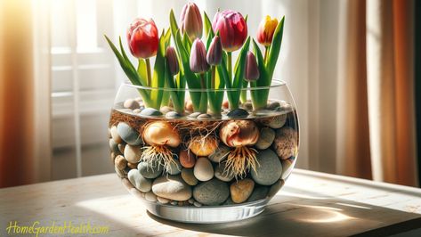 Growing Tulip Bulbs in Water - A Step-by-Step Guide Forcing Tulip Bulbs Indoors, Tulip Bulbs In Water, Bulbs In Water, Growing Bulbs Indoors, Forcing Bulbs, Growing Tulips, Growing Bulbs, Tulip Bulbs, Clear Container