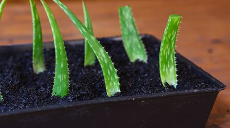 Grow Aloe From Clipping, Aloe Propagation, Propagate Aloe, Yucca Plant Care, Propagate Aloe Vera, Aloe Vera Plant Indoor, Growing Aloe Vera, Aloe Plants, Herb Garden In Kitchen