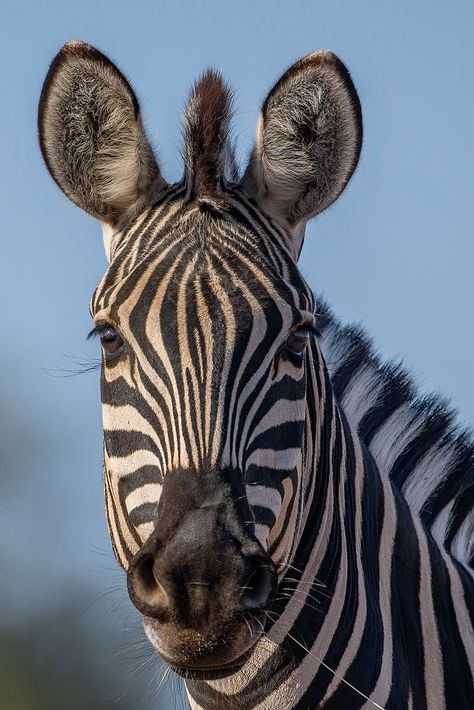 Equus quagga | Plains zebra | Benjamin Naden | Flickr Plains Zebra, Animals