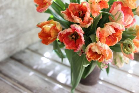 Erin Benzakein, Common Garden Plants, Parrot Tulip, Beautiful Tulips, French Beaded Flowers, Parrot Tulips, Colorful Roses, Bouquet Arrangements, Flower Farm