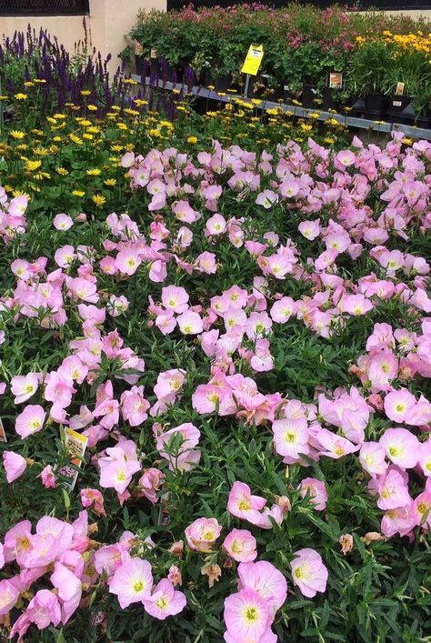 White Evening Primrose, Mexican Evening Primrose, Common Evening Primrose, Evening Primrose Plant, Pink Perennial Flowers, Prim Rose Flower, Evening Primrose Benefits, Primroses Flower, English Primrose