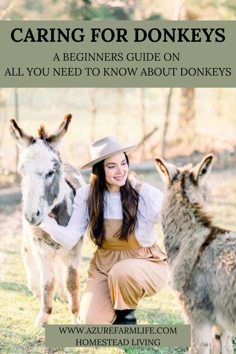 Farm Sanctuary Ideas, Hobby Farm Animals, Life On A Farm, Donkey Shelter Ideas, Donkey Barn Ideas, Donkey Stable Ideas, Mini Farm Layout, Donkey Farm Ideas, How To Care For Donkeys