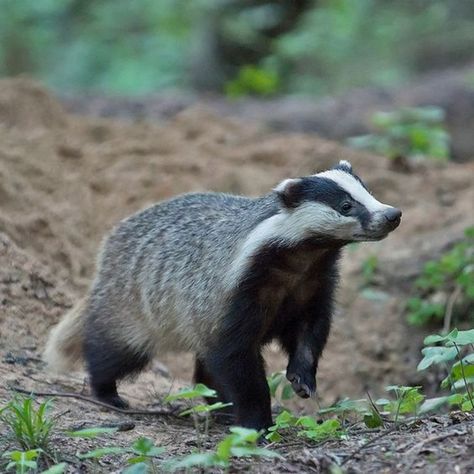 European Badger, Cottagecore Animals, Forest And Wildlife, Wild Animals Pictures, Manatees, Extinct Animals, Weird Animals, Woodland Creatures, Sweet Animals