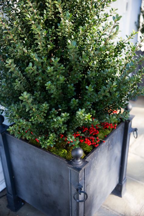 Boxwood Christmas Planter, Boxwood Planters, Christmas Boxwood, Cherry Bark, Christmas Planters, Container Gardens, City Garden, Christmas Porch, Deck The Halls