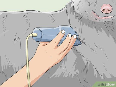 How To Groom An Australian Shepherd, Grooming Australian Shepherd, Dog Toothpaste, American Shepherd, Slicker Brush, Mini Aussie, Pug Pictures, Dog Toothbrush, Aussie Dogs