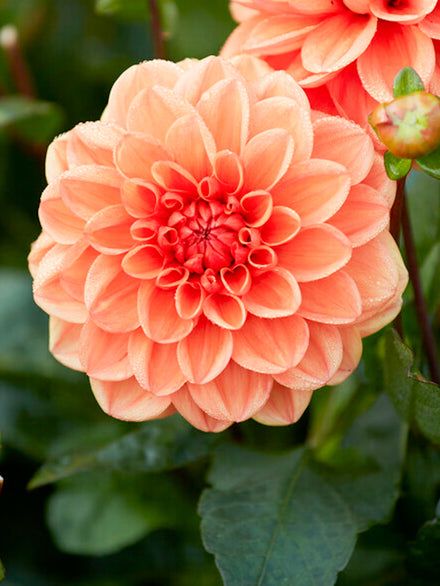 Dahlia Tubers And Bulbs for Sale | DutchGrown™ | Page 2 Dahlia Bulbs, Spanish Bluebells, Dahlia Tubers, Growing Dahlias, Floral Drawing, Christmas Rose, Dahlia Flower, Planting Bulbs, Growing Flowers