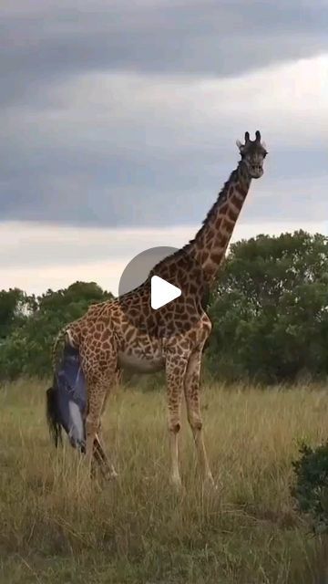 Pruning Trees, The Circle Of Life, Tanzania Safari, Wild Safari, Luxury Safari, Wildlife Safari, Safari Adventure, A Giraffe, Nature Artwork