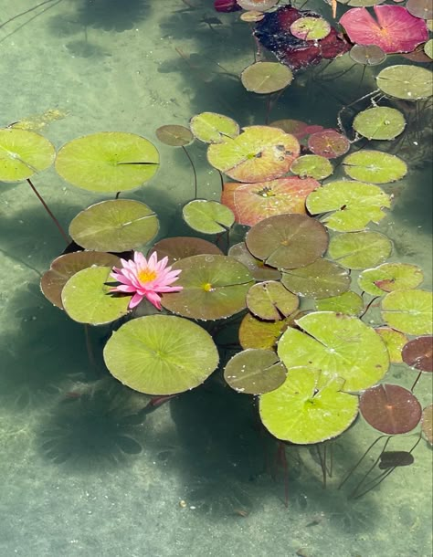 Plants Reference Photos, Water Lilies Photography, Painting Reference Photos Landscape, Lilypad Photography, Lilypad Art, Botanical Photos, Lotus Aesthetic, Flor Tattoo, Underwater Flowers