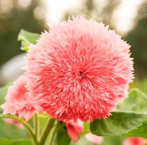 Amazon.com : 100 Pink Dwarf Teddy Bear Sunflower Seeds: Heirloom, Non-GMO, Kid-Friendly Fun : Patio, Lawn & Garden When To Plant Sunflowers, Tall Sunflowers, Teddy Bear Sunflower, Giant Sunflower, Perennial Flower, Planting Sunflowers, Pink Sunflowers, Sunflower Colors, Pink Teddy Bear