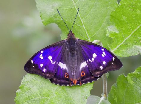 BBC Springwatch on Instagram: “The magnificnet and elusive purple emperor butterfly! 🦋 This outstanding species is known to fly high amongst the tree tops where it feeds…” Purple Emperor Butterfly, Emperor Butterfly, Tyrian Purple, The Colour Purple, Gardening Essentials, Purple Emperor, Butterfly Purple, Beautiful Butterfly Photography, Army Colors