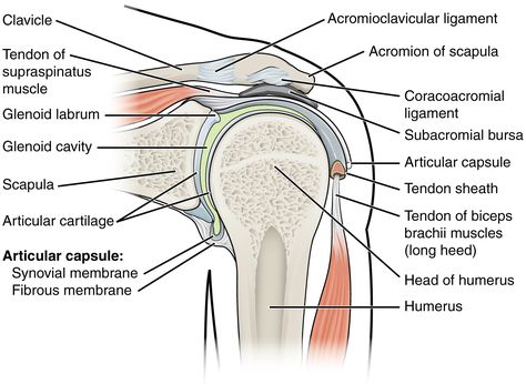 Supraspinatus Tendon Tear, Supraspinatus Muscle, Shoulder Rehab Exercises, Muscles Anatomy, Joints Anatomy, Shoulder Anatomy, Shoulder Rehab, Rotator Cuff Tear, Shoulder Impingement