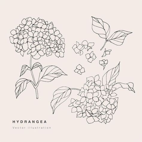 Hydrangea Drawing, Hydrangea Tattoo, Draw Vector, Flowers Illustration, Hydrangea Flowers, Makeup Tattoos, Hand Draw, Hair Jewelry, Hydrangea