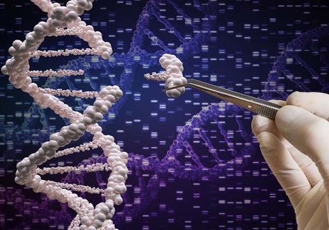 CRISPR-Cas9’s molecular scissors—thus far limited to the lab bench—may soon find themselves at work directly in the human body. Jennifer Doudna, Group Bases, Genetic Diseases, Human Genome, Genetic Engineering, Gene Therapy, Digital Network, Genetic Disorders, University School