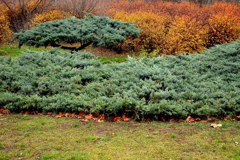 Juniperus communis (Common Juniper) Juniper Shrub, Juniperus Communis, Columnar Trees, How To Attract Birds, Plant Combinations, Buy Plants, Evergreen Shrubs, Bird Garden, Outdoor Landscaping