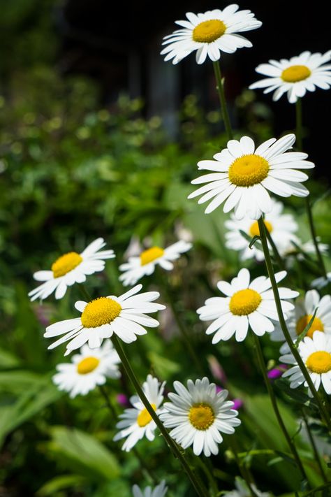 Fleurs de marguerite blanche closeup lum... | Free Photo #Freepik #freephoto #fleurs #ete #nature #japon Cat Safe Plants, Outdoor Decor Ideas, Aesthetic Garden, Beautiful Red Roses, Backyard Entertaining, Garden Aesthetic, Red Rose Flower, Chamomile Flowers, Ideas Garden