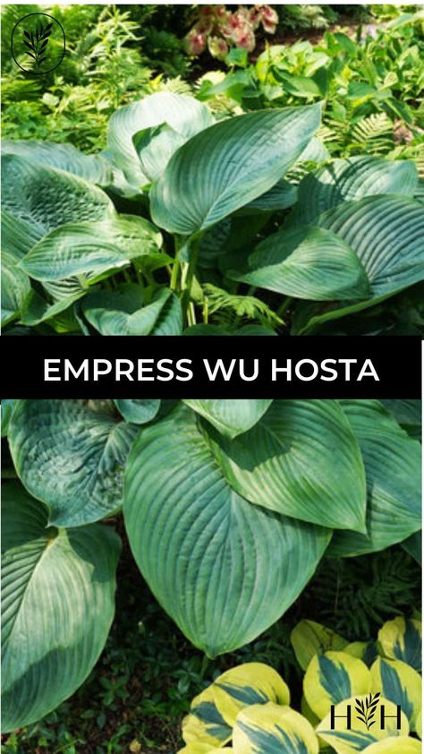 empress wu hosta via @home4theharvest Types Of Hostas, Giant Hosta, Hosta Care, Hosta Varieties, Planting Tulips, Hosta Gardens, Plant Zones, Hosta Plants, Organic Compost