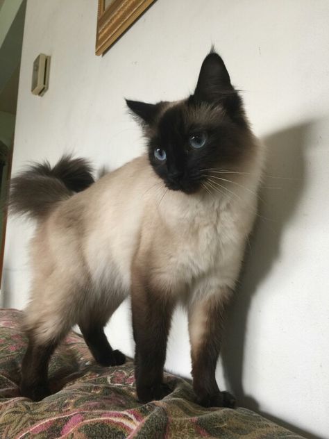 Balinese Cat Balinese Cat Aesthetic, Balinese Cat, Dream's Cat, Cat Reference, Cat Pose, Silly Animals, Fluffy Animals, Domestic Cat, Cat Aesthetic