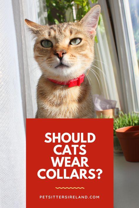 There are several factors that should influence your decision of whether or not to put a collar on your kitten, including whether they are an indoor or outdoor cat, your personal preference, and the type of neighbourhood you live in. Even if you are not concerned about your kitten escaping, you should consider the possibility anyway and look for ways to identify your cat in the event they go missing and need to be returned to you. Collars are one way of choosing to identify your kitten. Cat Sitter, Kitten Collars, Outdoor Cat, Answer The Question, Outdoor Cats, Best Cat, Cat Collar, Cat Toy, Cat Owners