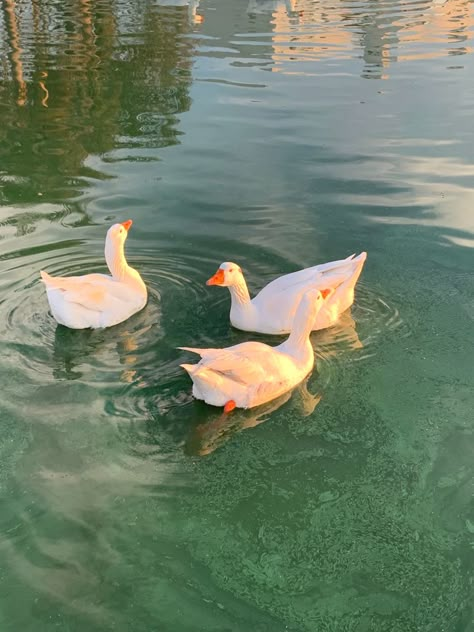 Duck Studying, Ducks Photography, Ducks In Water, Ducks Aesthetic, Ducks In Pond, Duck Reference, Duck Aesthetic, Duck Photography, Duck In Water