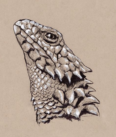 Horned Lizard Drawing, Lizard Drawing, Armadillo Lizard, Horned Lizard, Face Drawing, Animal Drawings, Anatomy, Mood Board, Sketch