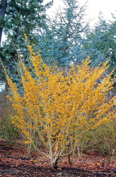 Witch hazel: The vase-like shape of Hamamelis x intermedia ‘Arnold Promise’. Photographs courtesy Greer Gardens Witch Hazel Tree, Garden Landscaping Design Ideas, Witch Garden, Winter Plants, Front Landscaping, Garden Shrubs, Woodland Garden, Garden Landscape Design, Deciduous Trees