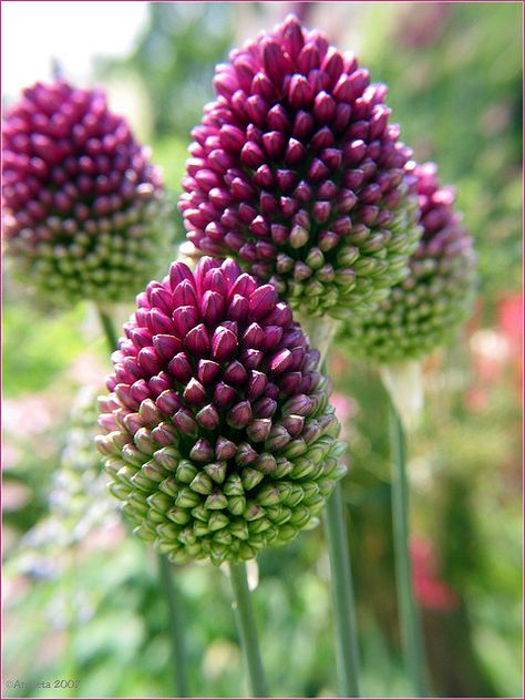 pretty flowers Drumstick Allium, Allium Sphaerocephalon, Wild Onions, Have Inspiration, Bulb Flowers, Ranunculus, Exotic Flowers, Beautiful Blooms, Dream Garden