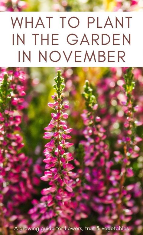 Ready to get planting in the garden? Check out these top picks for what to plant in November, including flowers, fruit and vegetables. #gardening #gardeningtips #growingfamily What Plants To Plant In November, What To Plant In November, November Gardening, Gardening Calendar, November Flower, Winter Sowing, Flowers To Plant, Rhubarb Plants, Easy Gardening