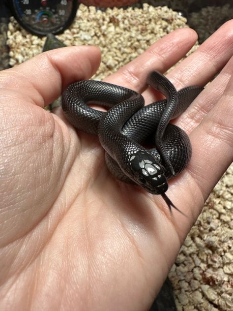 Mexican Black Snake, Black Racer Snake, Mexican Black Kingsnake Enclosure, Mexican Black Kingsnake, Sofia Core, Reptile Expo, Snake Cages, Pet Snakes, 2024 Diary