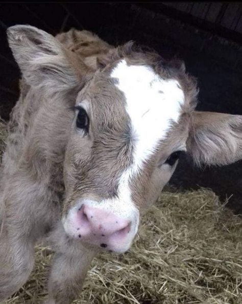 Pet Cows, Mini Cows, Fluffy Cows, Cow Pictures, Baby Cow, Baby Cows, Pretty Animals, Cute Animals Images