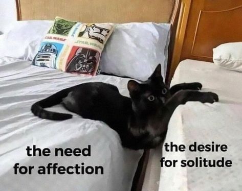 Introverts In This Online Group Are Sharing Painfully Hilarious Memes About Their Struggles, Here Are 50 Of The Funniest Ones Introvert Meme, Introvert Jokes, Introvert Cat, Introvert Humor, Extroverted Introvert, Pet Mom, Memes Of The Day, Hilarious Memes, Online Group