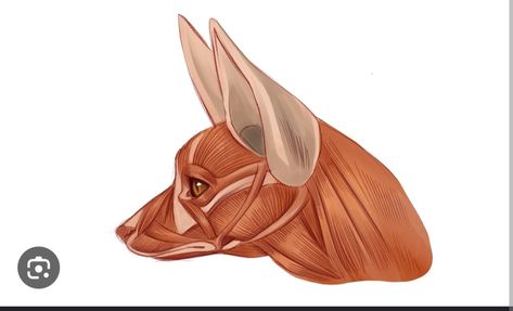 Skeleton System, Anatomy Studies, Fox Skull, Head Anatomy, Skull Reference, Face Anatomy, Fox Face, Animal Anatomy, Fennec Fox