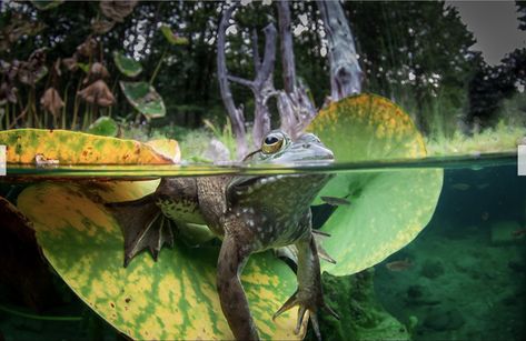 Half Underwater Photography, Half Underwater, Above And Below Water, Cool Perspective, Underwater Art, Underwater Photos, Water Photography, Under Water, Reptiles And Amphibians