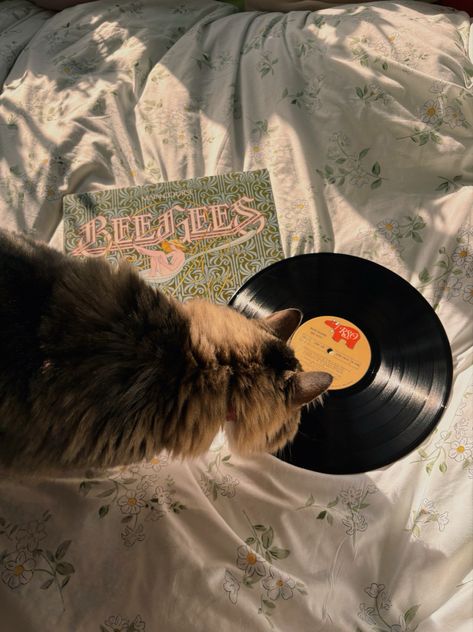 Cats and Bee Gees Bee Gees Aesthetic, Honey Core, Girls Vibes, Breaking My Heart, Vinyl Aesthetic, Birds And The Bees, Band Wallpapers, Aesthetic Things, Oldies But Goodies