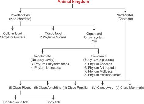 Biological Classification Flow Chart, Animal Kingdom Classification Charts, Animal Kingdom Classification, Flow Chart Ideas, Classification Of Animals, Animals Chart, Human Skeleton Anatomy, Skeleton Anatomy, Study Biology